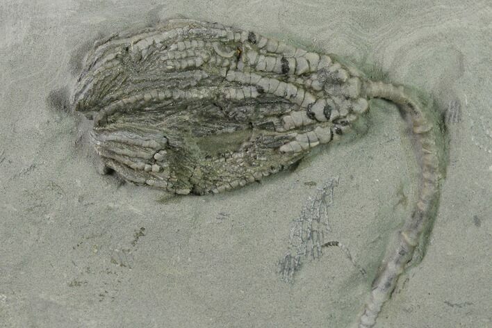 Crinoid (Hylodecrinus) Fossil - Crawfordsville, Indiana #136524